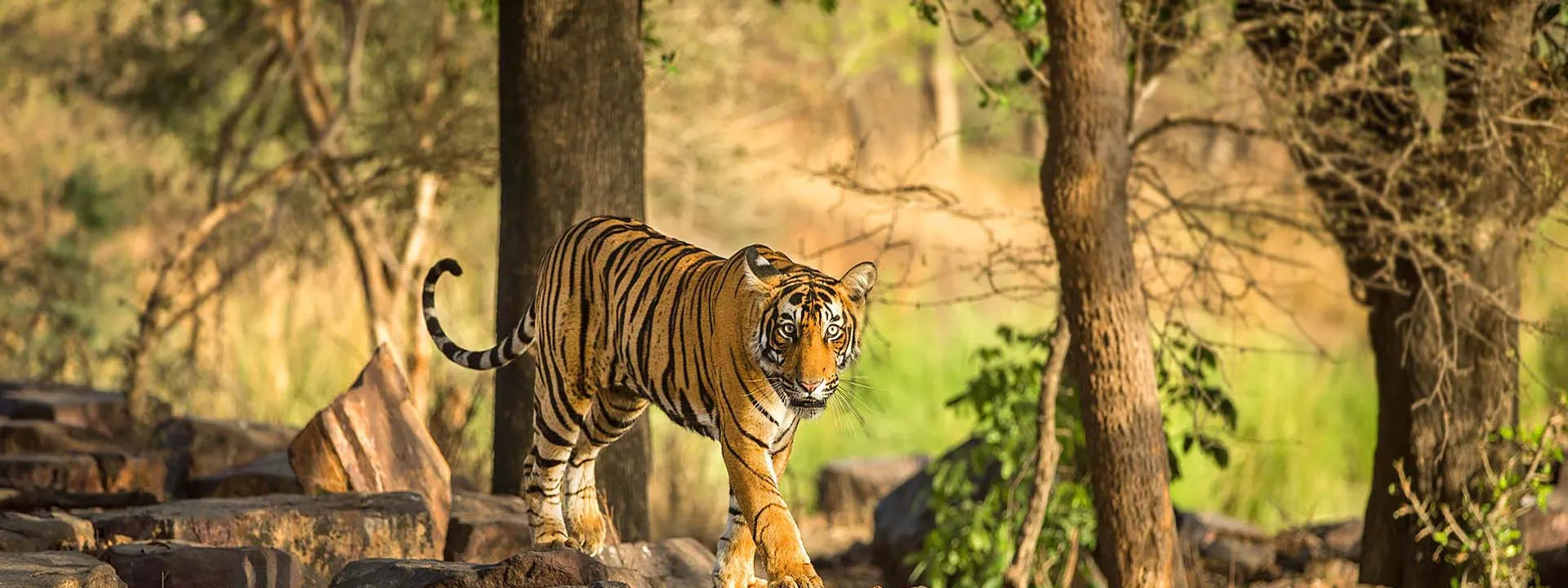 Destination Wedding in Ranthambore